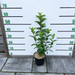 Hortenzia metlinatá (Hydrangea paniculata) ´LIVING PINKY PROMISE´® by LIVING CREATIONS´® - výška 40-60 cm, kont. C2L